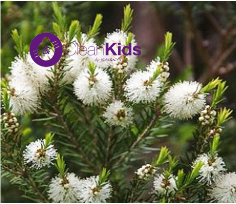 aceite de árbol de té